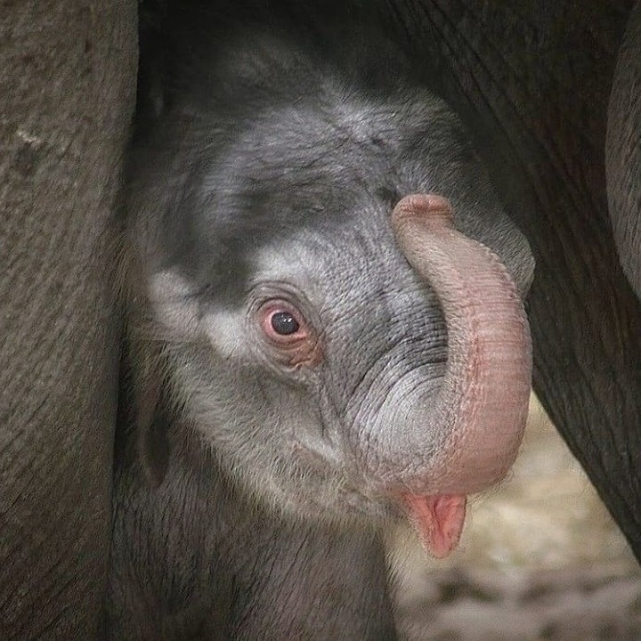 Baby Elephant Close-Up