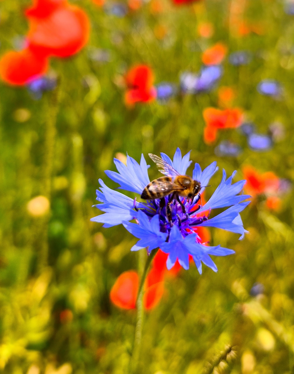 Colorful Flower Bouquet