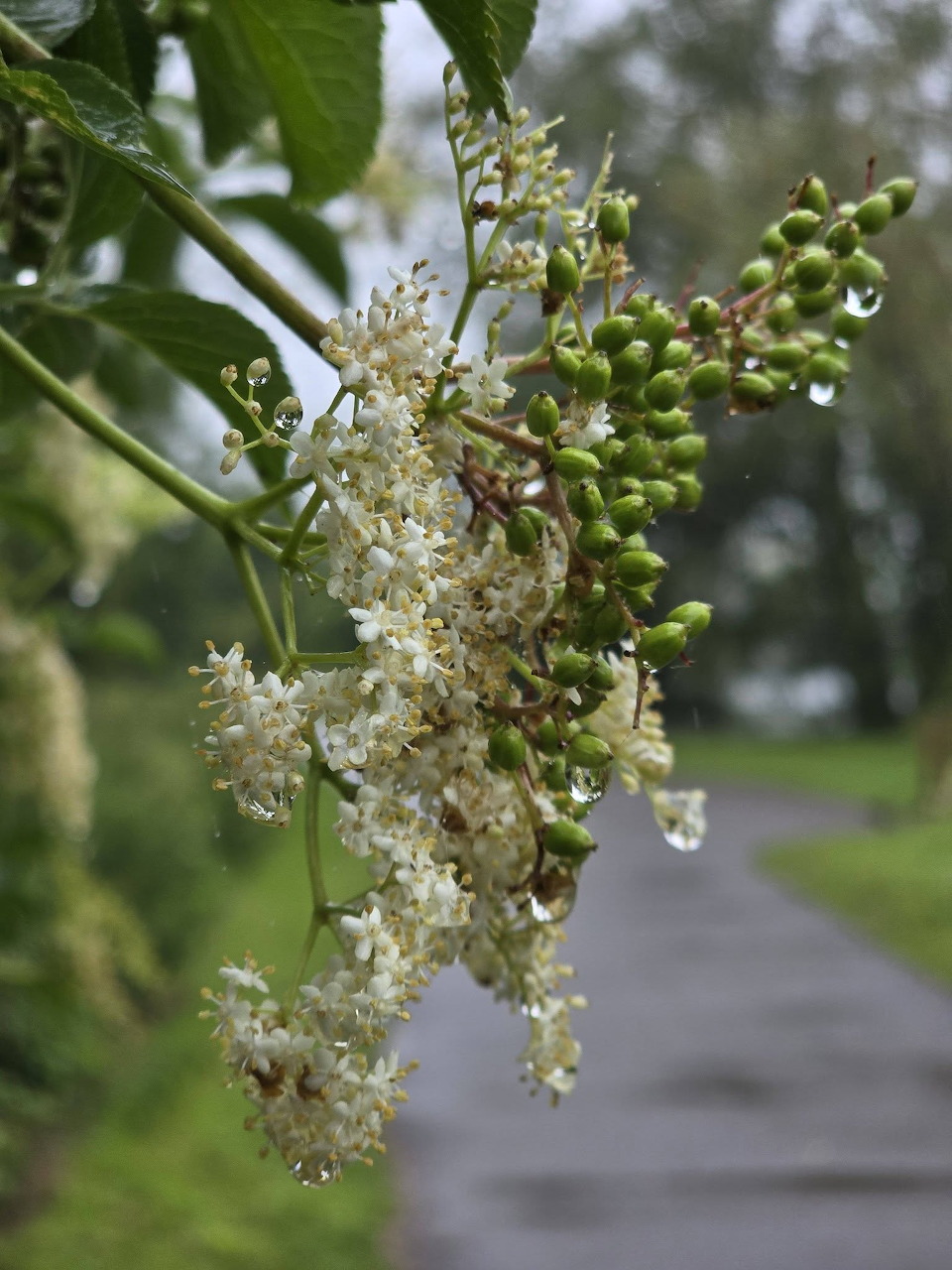 Elderflower cluster with white flowers and green buds covered in raindrops, blurred road in background
