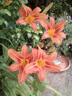 Several bright orange day lilies bloming in a garden surrounded by green leaves and other plants