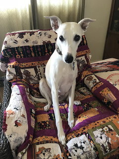 White whippet dog sitting upright on a patchwork quilt-covered couch looking at camera