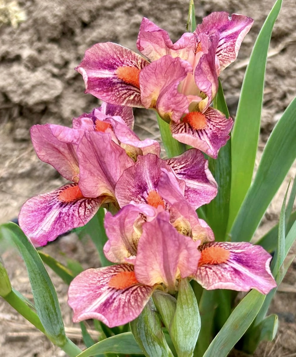 Purple iris flowers with yellow centers blooming outdoors