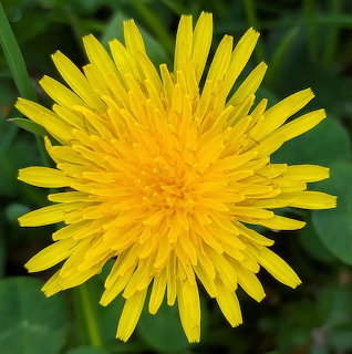 Bright yellow dandelion flower with layered petals on green background