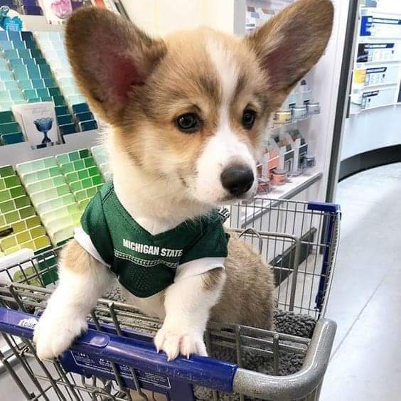 Corgi puppy in a shopping cart wearing a green shirt inside a store