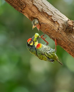 Adult barbet bird with red and yellow plumage feeding green and yellow chick on tree branch