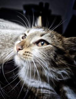 Close-up of tabby cat looking upward with prominent white whiskers and bright eyes