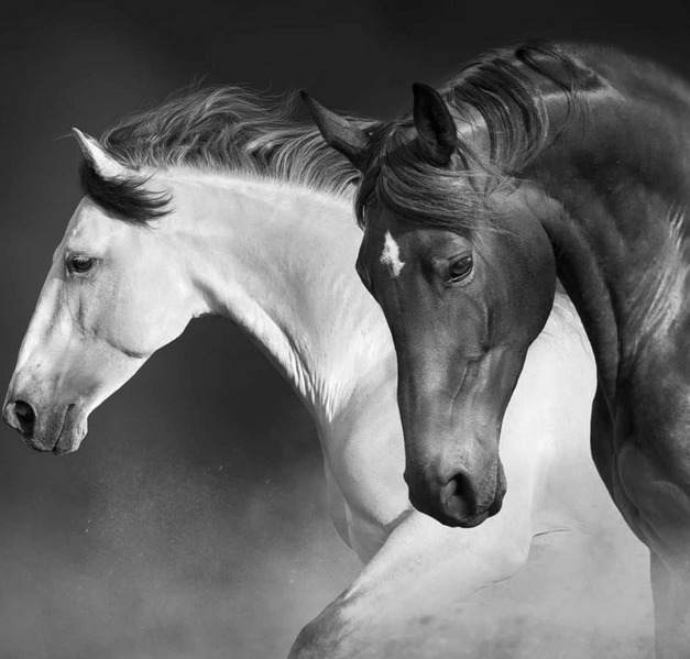 Black and white portrait of two horses, one white and one dark gray, facing left
