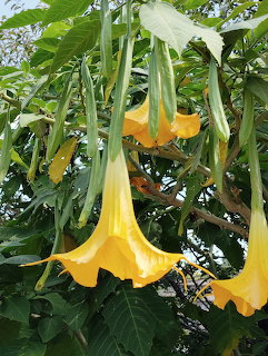 Yellow Angel Trumpet Flowers