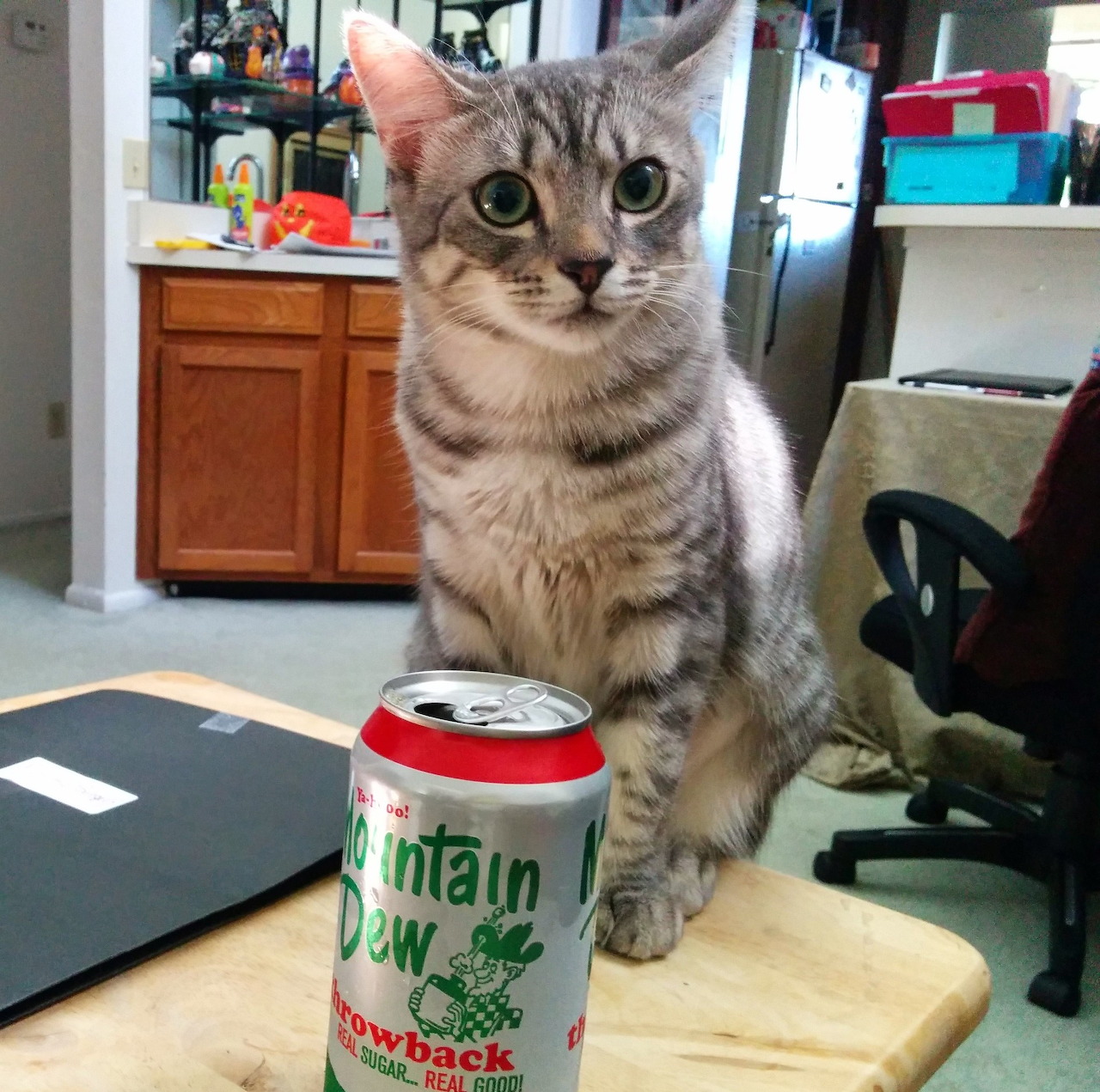 Gray tabby cat posing with paw on soda can in kitchen