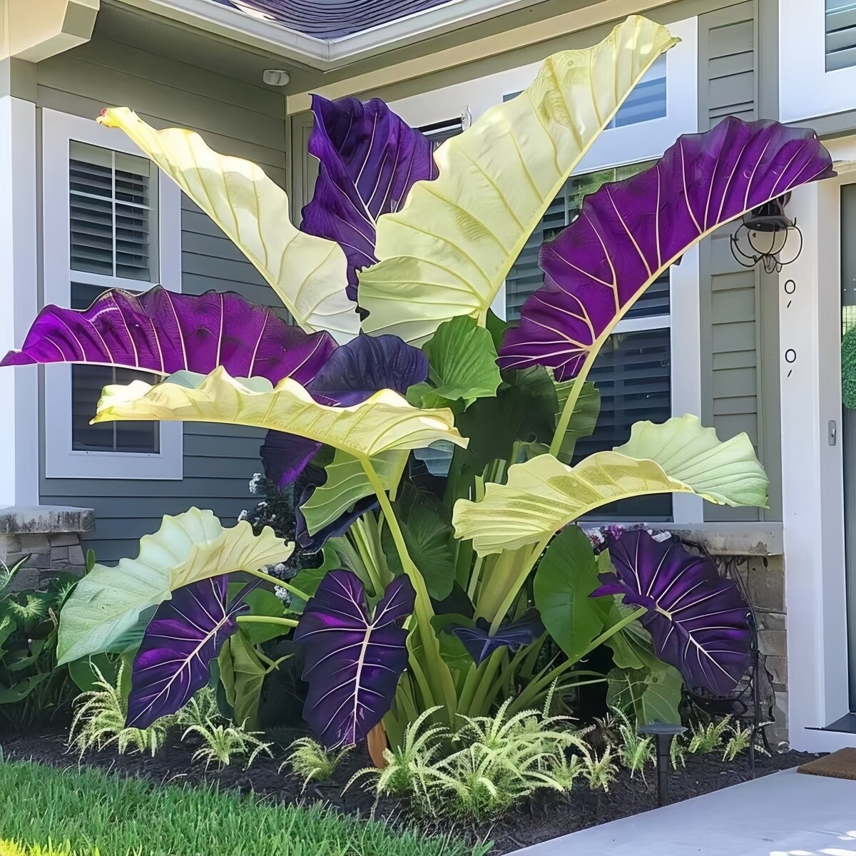 Large caladium plant with purple and white variegated leaves in front garden