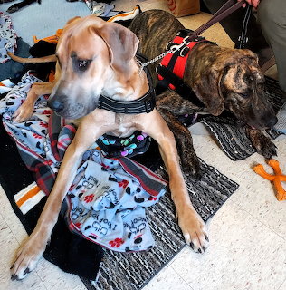 Two Dogs Resting Indoors