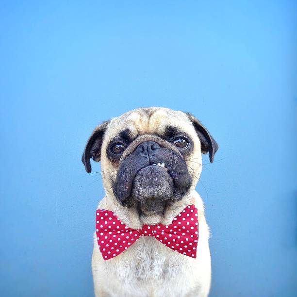 Pug in Bow Tie