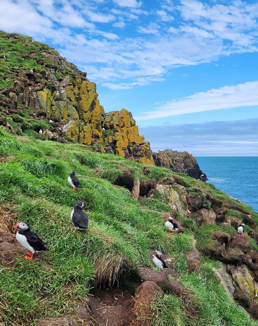 Pair of Atlantic puffins with orange beaks on a grassy cliff
