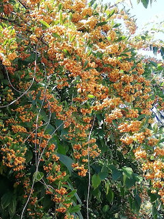 Orange Beries on Green Shrub