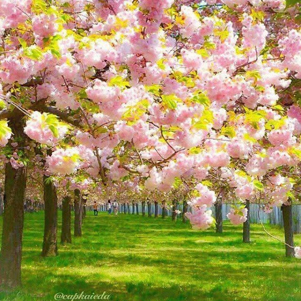 Pink cherry blossom trees blooming over green lawn in springtime