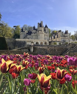 Château d'Ussé castle with towers and spires behind colorful tulip gardens under blue sky