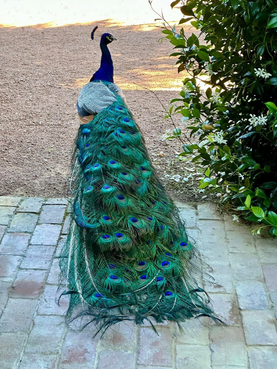 Peacock walking on a paved path with long colorful tail feathers beside a green shrub