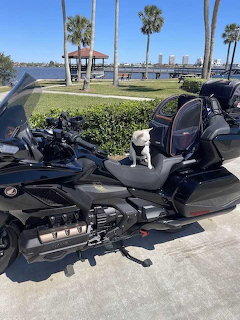 Small white dog sitting on a black touring motorcycle by a waterfront