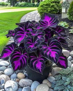 Potted purple calathea plant with bright striped leaves among decorative rocks in a garden bed