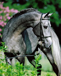Dappled gray horse with braided mane wearing black bridle and saddle, pink flowers in background