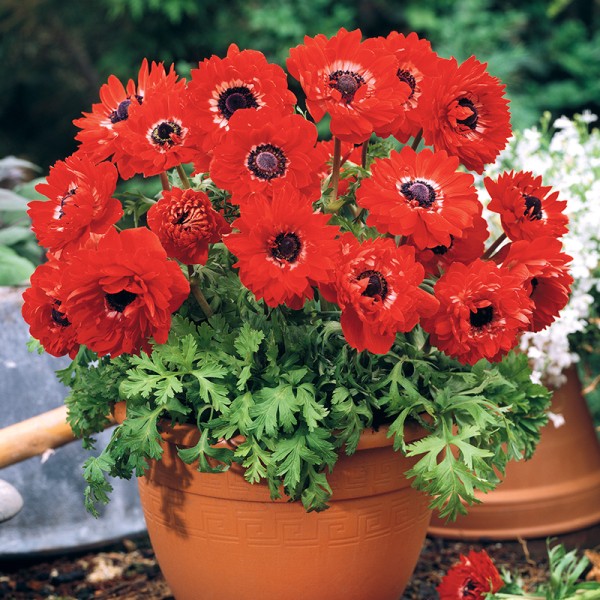 Red Anemone Flowers in Pot