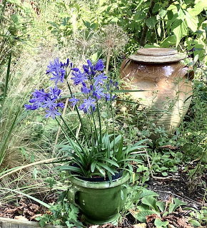 Purple flowers in a green pot in a leafy garden with a ceramic urn behind