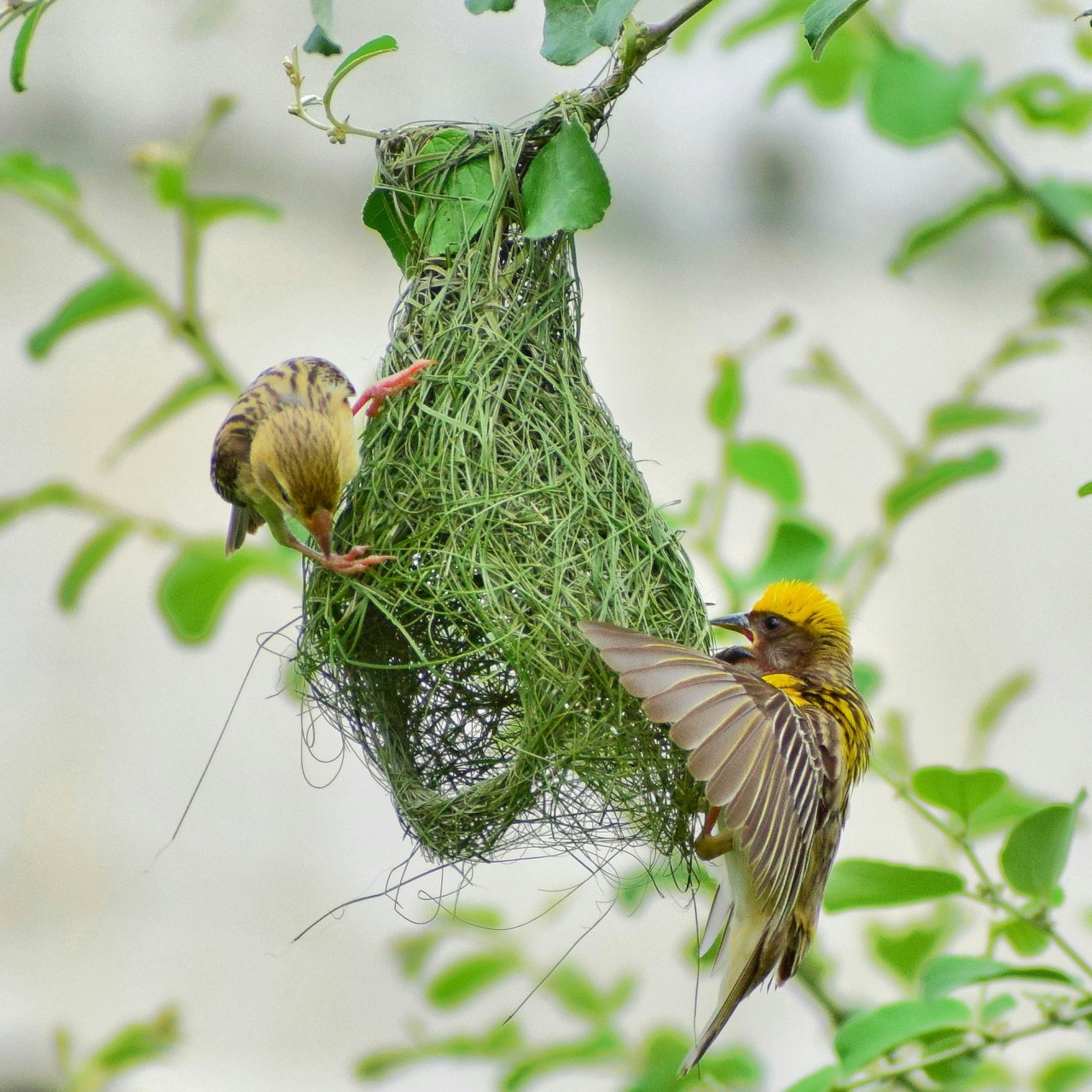 Two yellow and brown baya weaver birds building an intricate woven nest on a tree branch