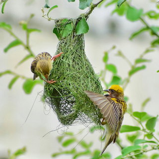 Baya Weavers Building Nest