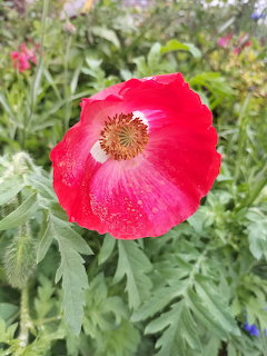 Close-up of a bright red poppy flower with visible center stamens among green leaves