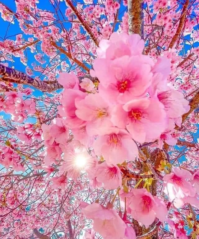 Pink cherry blossom flowers on tree branches against blue sky, upward view
