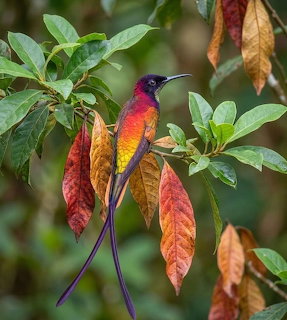 Hummingbird on Branch
