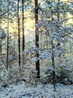 Snow-covered pine trees in a forest with sunlight shining through the branches