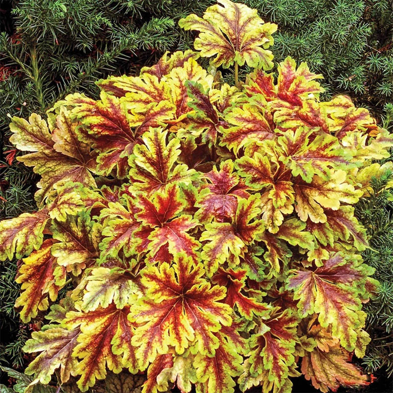 Colorful Coleus Foliage