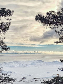 Snow-covered coastline framed by pine trees with a calm sea and cloudy sky in winter
