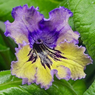 Purple and yellow streptocarpus flower with ruffled petals and visible stamens on green leaves