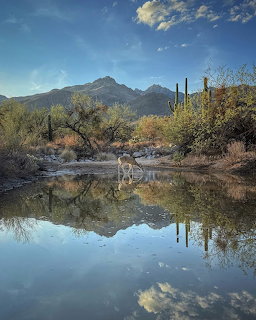 Desert mountain landscape with water reflection and saguaro cacti in Arizona