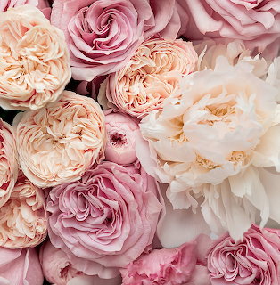 Close-up of pink and cream roses and peonies with densely layered petals