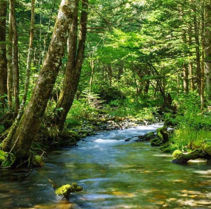 Forest River Stream