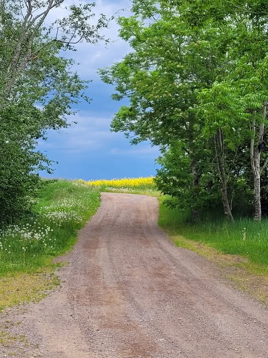 Empty forest path through green trees under cloudy sky in Vidingso, Sweden