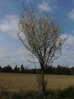 Bloming Tree in Open Field