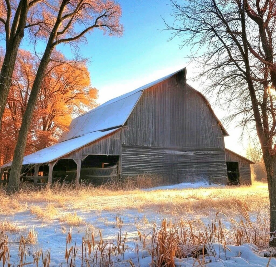 Rustic wooden barn in a snowy field with tall trees and golden winter light