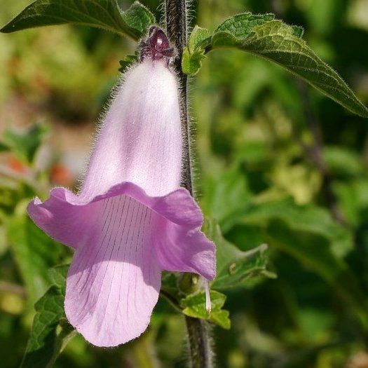 Pink and white tubular South African Foxglove flower with fuzzy stem and green leaves