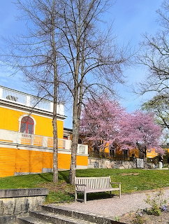 White bench near a yellow building and pink blossoming trees on a sunny spring day