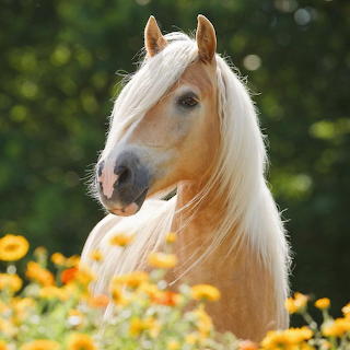 Palomino Horse in Flower Field