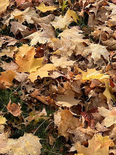Close-up of brown and golden fallen autumn leaves covering the ground