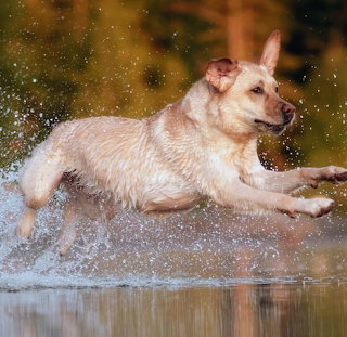 Dog in Motion