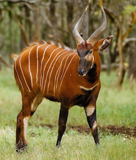 Bongo Antelope