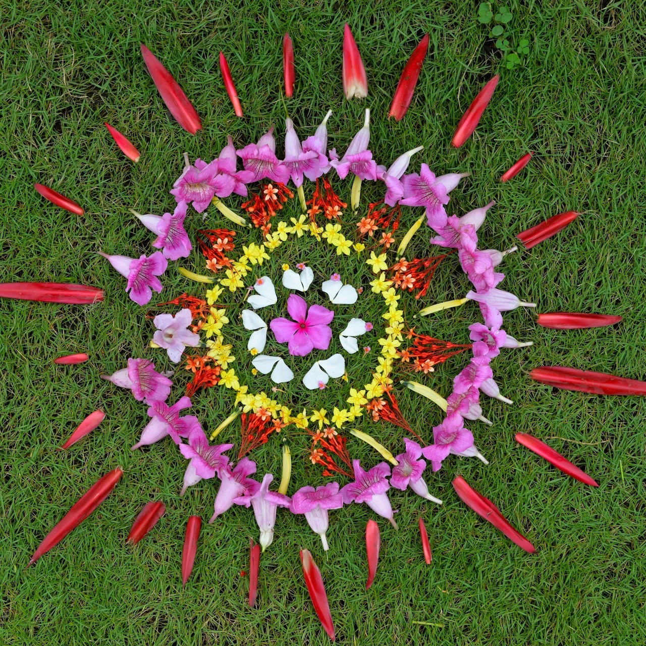 Flower Mandala on Grass