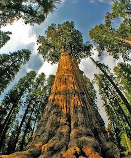 Giant redwood tree trunk viewed from ground level with surrounding tall trees and cloudy sky