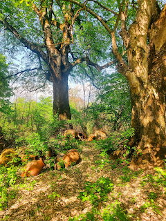 Cows lying on the ground beneath a massive old tree in a green sunlit forest